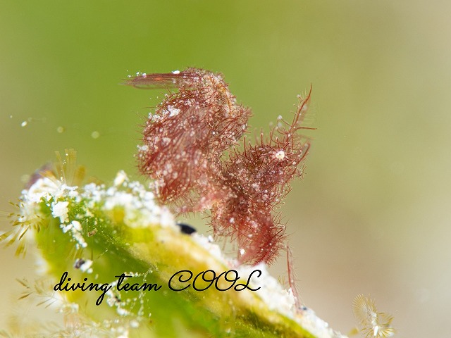 フィコカリス・シムランス