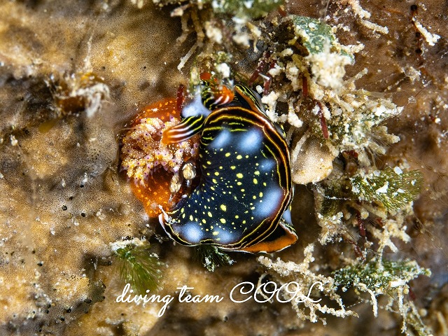 エッグイーター