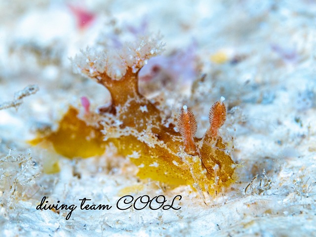 ベッコウヒカリウミウシ