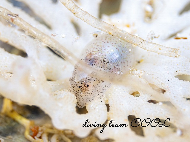 コクテンタマゴガイ