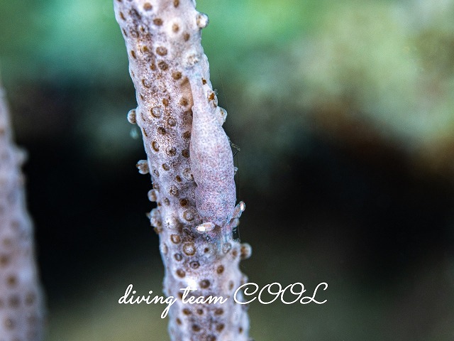 イソバナカクレエビ