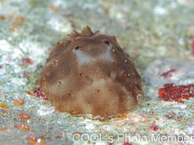 カワハダウミウシ