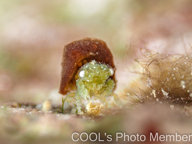 カイカムリの仲間