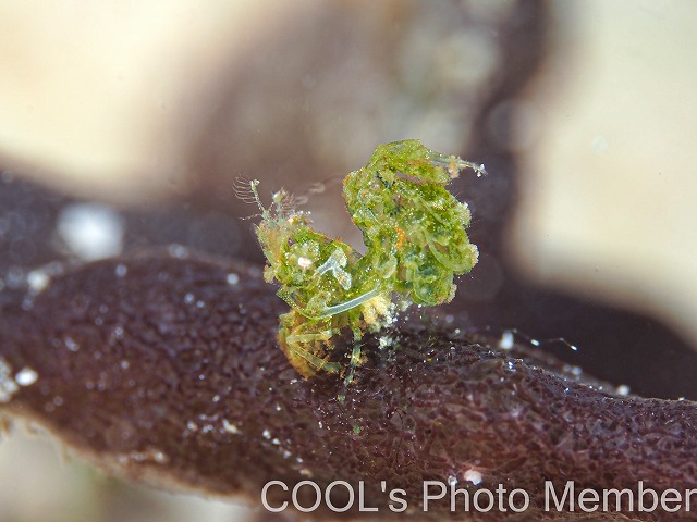 フィコカリス・シムランス