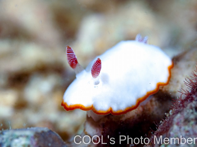 ミナミシラヒメウミウシ