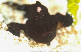 クマドリカエルアンコウの幼魚