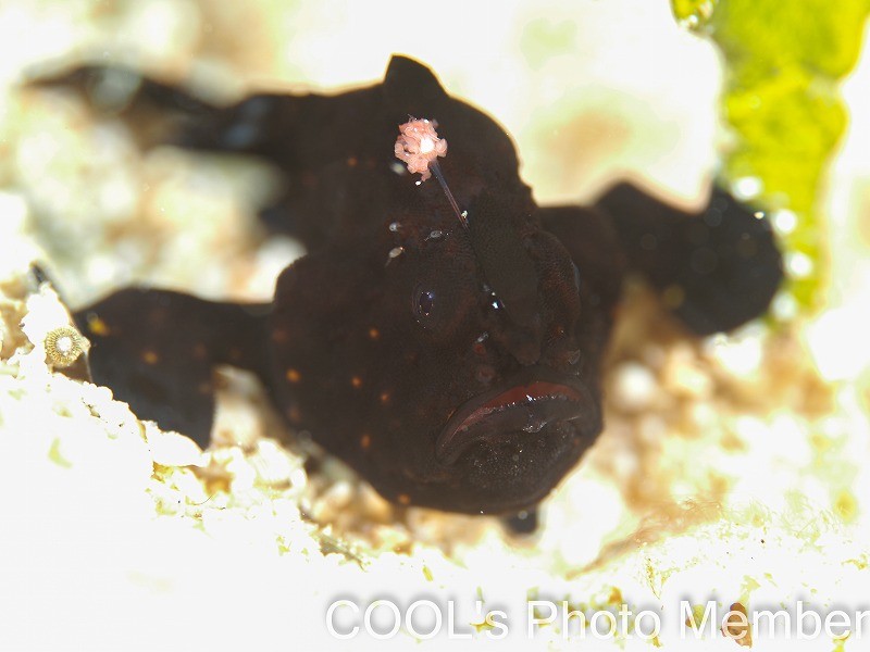 クマドリカエルアンコウの幼魚