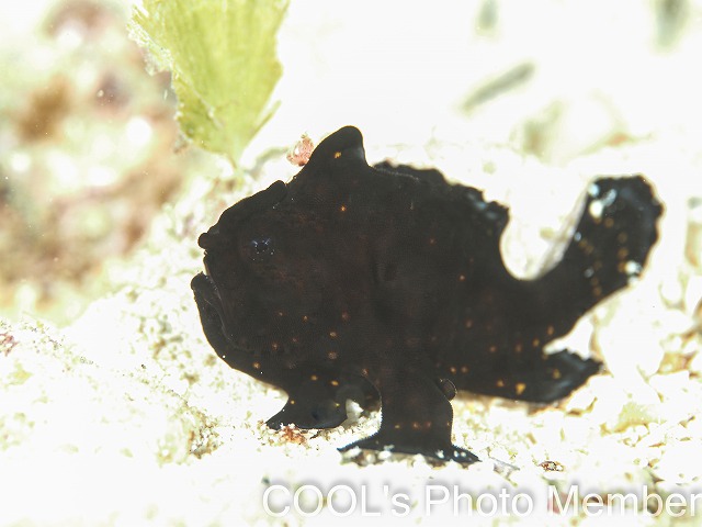 クマドリカエルアンコウの幼魚