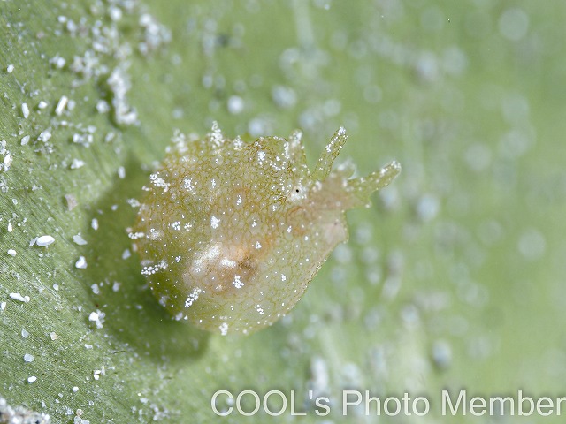 フウセンウミウシ