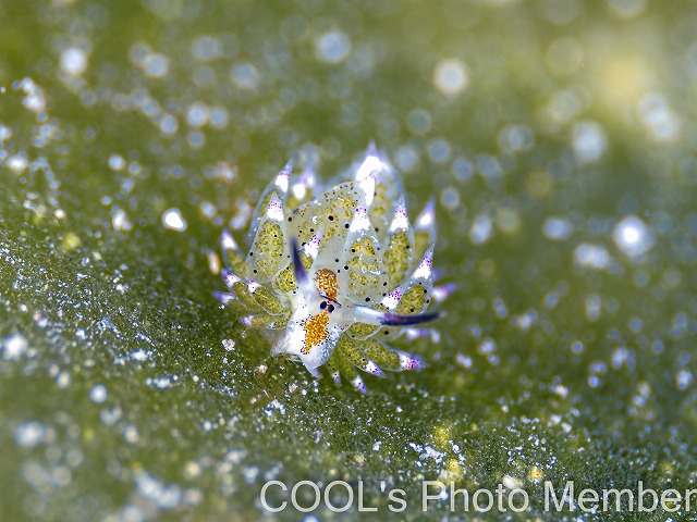 クサイロモウミウシ