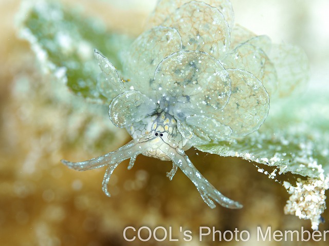 アミメウロコウミウシ