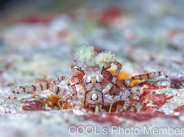 キンチャクガニ