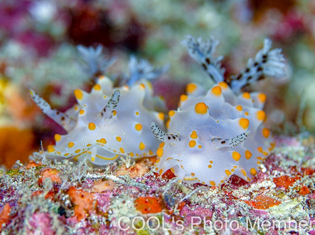 コンペイトウウミウシ