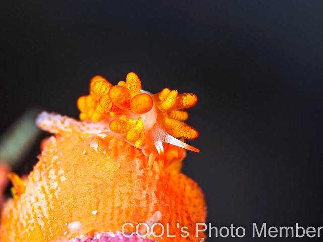 イボヤギミノウミウシ