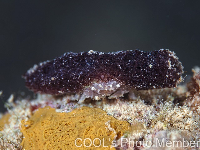 カイカムリの仲間