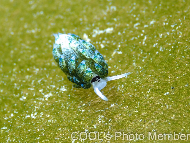 ネオンモウミウシ