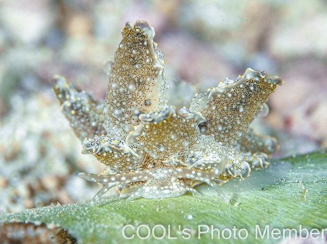 ハナビラウロコウミウシ