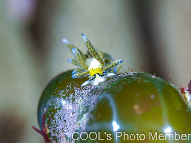 エルコラニア・エンドフィトファガ