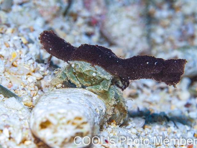 カイカムリの仲間