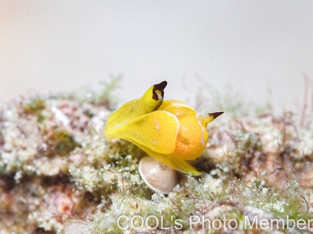 ダンボウミコチョウ