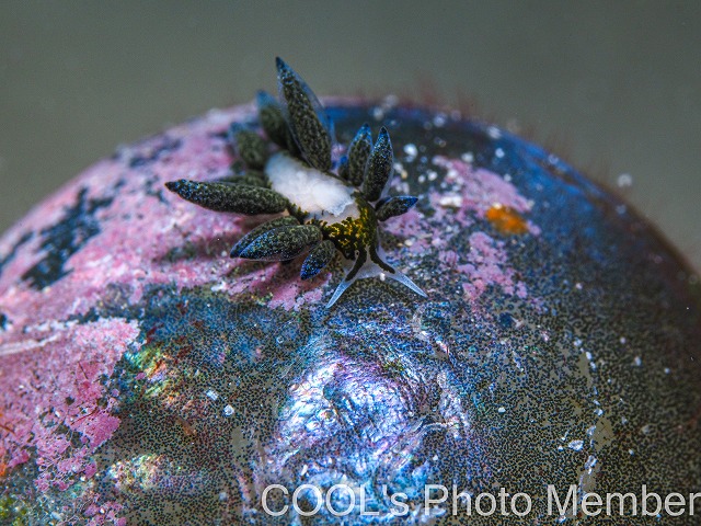 エルコラニア・エンドフィトファガ