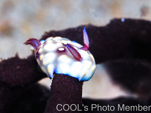 ユウグレイロウミウシ