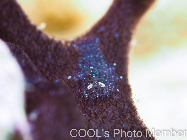 ヂェラストカリス・パロンアェ