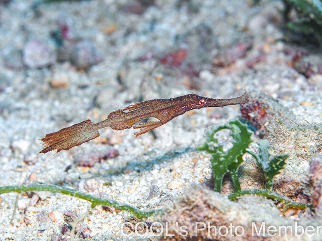 ホソフウライウオ