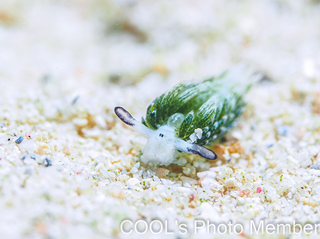 ウサギモウミウシ