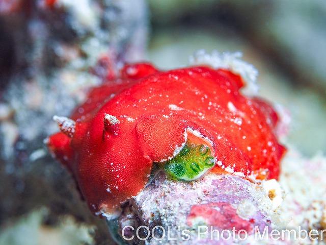 スオウウミウシ