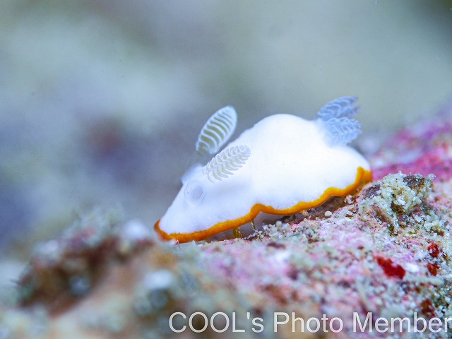 ボンボリイロウミウシ