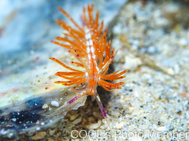 アンヘルミノモドキ