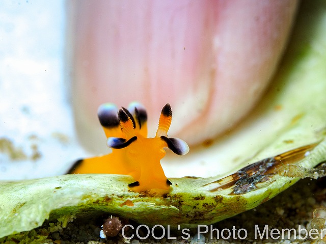 ウデフリツノザヤウミウシ