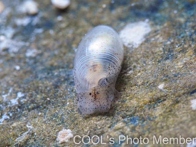 コクテンタマゴガイ