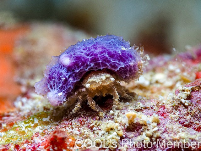 カイカムリの仲間