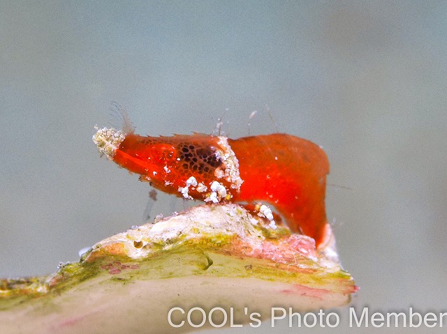 ラトレウテス・ビコルニス