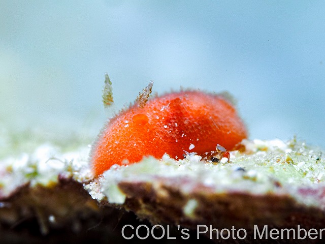 ヒメアカウミウシ