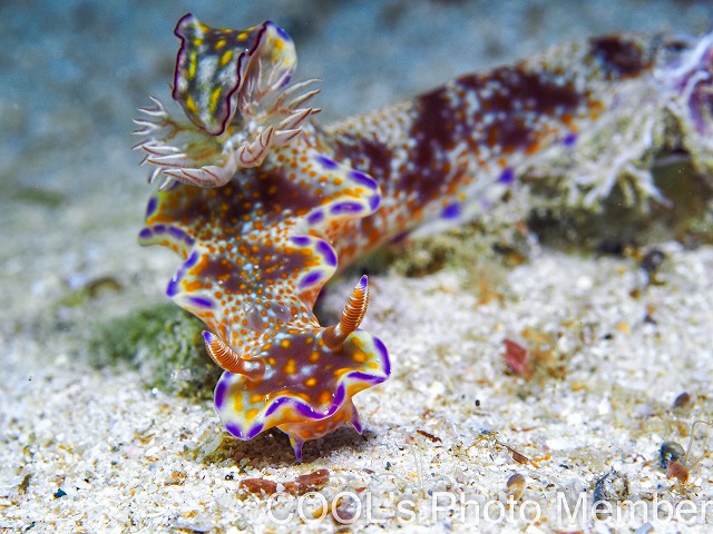 テヌウニシキウミウシ