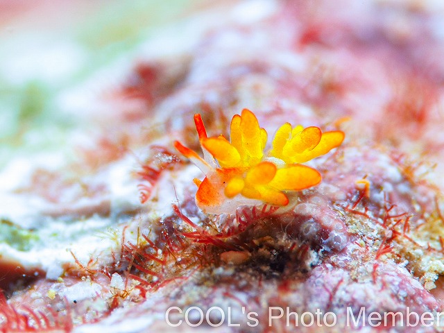 イボヤギミノウミウシ