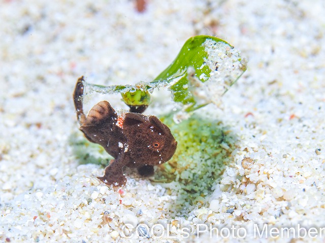 カエルアンコウの幼魚