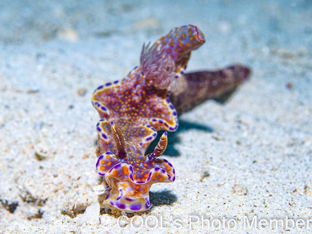 テヌウニシキウミウシ