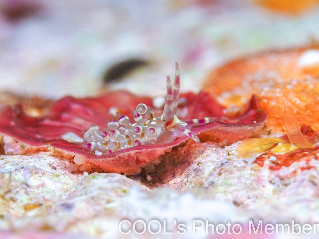 ユビワミノウミウシ