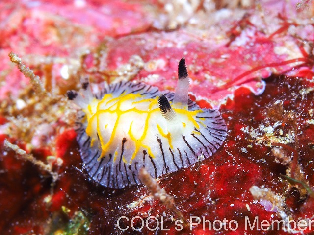 エレガントヒオドシウミウシ