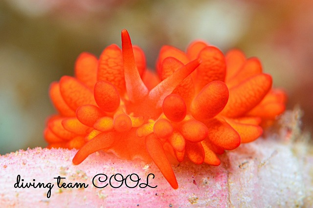 イボヤギミノウミウシ