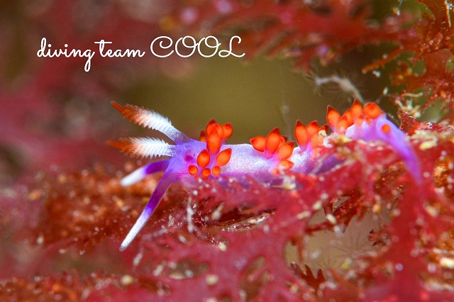 ルージュミノウミウシ