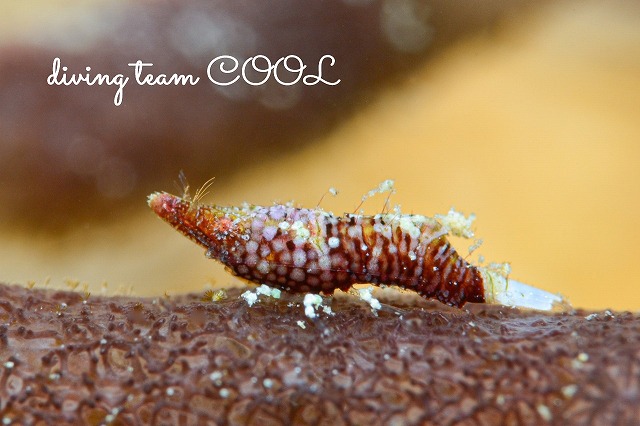 ラトレウテス・ビコルニス