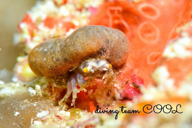 カイカムリの仲間