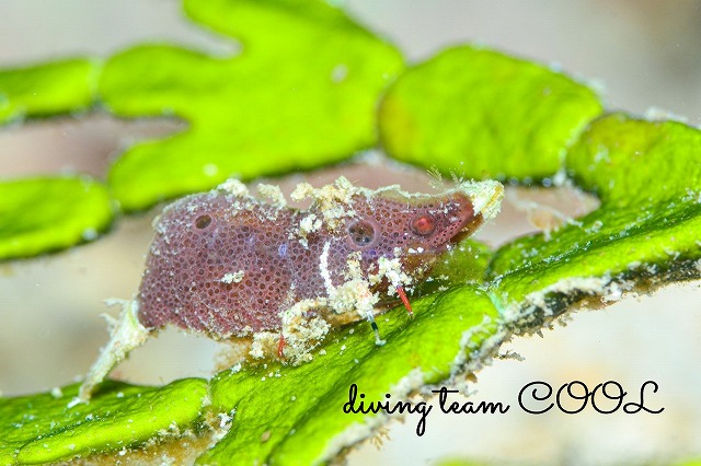 ラトレウテス・ビコルニス