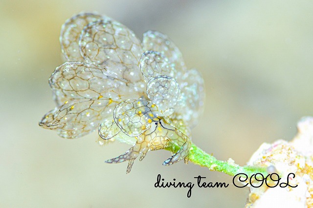 アミメウロコウミウシ