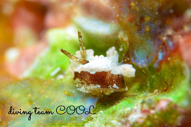 マーフィドーリス属の一種３